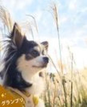 インスタグラムでペット写真 第一回 Petomoフォトコンテスト 開催 応募総数1 3点から3つの賞を決定 第二回は2月開催予定 Starthome