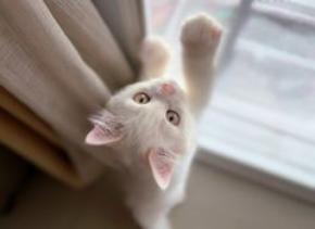 猫のプロがご自宅へ　「猫専門シッティングサービス」新登場！【ネコト(Hotel Neko＆)】