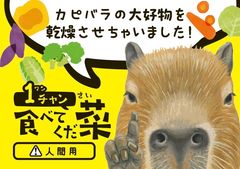 カピバラ出品 カピバラの大好物の野菜をそのまま乾燥 赤ちゃん誕生で話題の竹島水族館