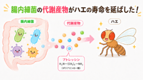 腸内細菌がつくるポリアミンが宿主の寿命を延ばす　腸内細菌をもたないハエを用いて因果関係を実証