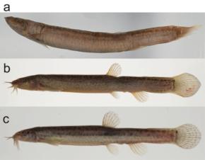 絶滅したと考えられていた「ジンダイドジョウ」、環境DNAから現存の可能性 ―「ドジョウType I」と同じ系統であることを遺伝学的に支持―