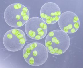 巨大な緑の球体の新種「ヒスイボルボックス」を日本国内3ヶ所から発見―翡翠のように輝く球体は、まだ名を持たなかった―
