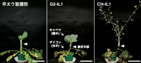 雑草ダイコンに由来する自然変異が、接ぎ木相手の開花を後押し　～「GRAFT法」用台木の開発で新品種育成の加速に期待～