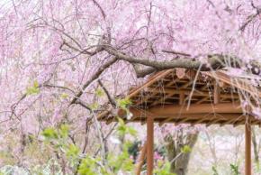 【桜の名所3選】こんなところがあったの！？ 京都のお花見におすすめしたいスポット 