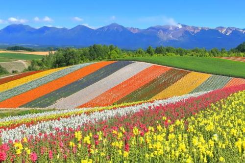 展望花畑 四季彩の丘.jpg