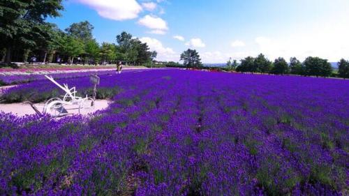 ハイランドふらの ラベンダー園.jpg