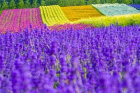  北海道・富良野のラベンダー畑おすすめ6選！ 花の見ごろやファームの見どころ、アクセス、近隣観光スポットまでご紹介 