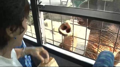 ゾウ餌