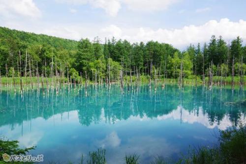 神秘的な光景が広がる美瑛の「青い池」