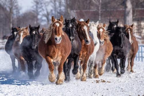 十勝牧場の馬追い