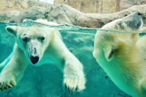 ホッキョクグマ