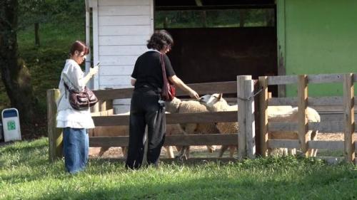 羊に餌をあげる人