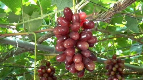 クイーンセブン