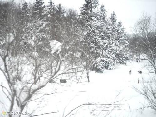 シカ登場！