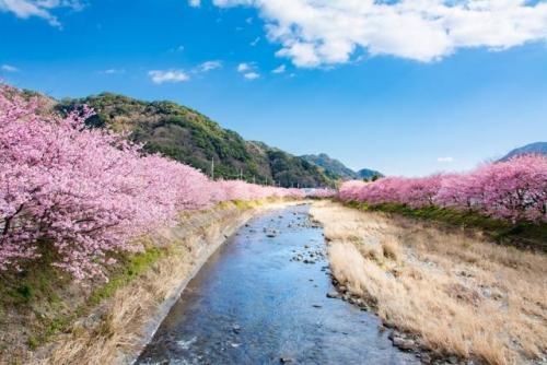 河津桜まつり