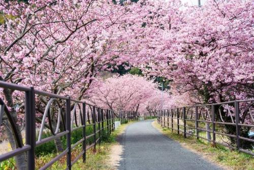 河津桜