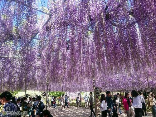 華やかでありながら品のある大藤の花