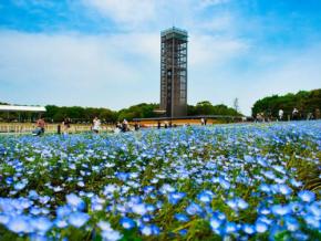複数の会場で開催される「浜名湖花フェスタ2025」! 会場までのアクセスやバスツアー情報を紹介