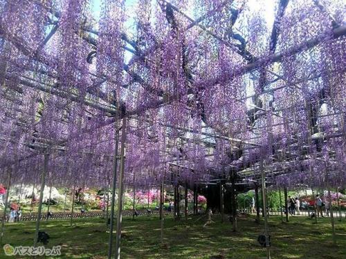 藤の花を目当てに、多くの方が訪れます