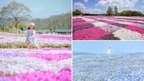 世羅高原農場による2026年春の花イベント! 人気のネモフィラやチューリップを見にツアーで行こう