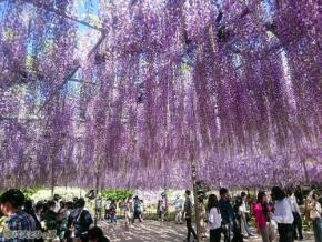 「世界が息を呑んだ美しさ」に会いに行こう! あしかがフラワーパークの藤の花「ふじのはな物語」を紹介