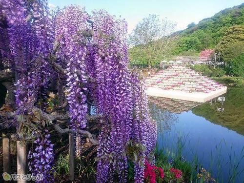 水上花壇もあります