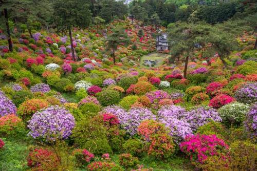 塩船観音寺つつじまつり