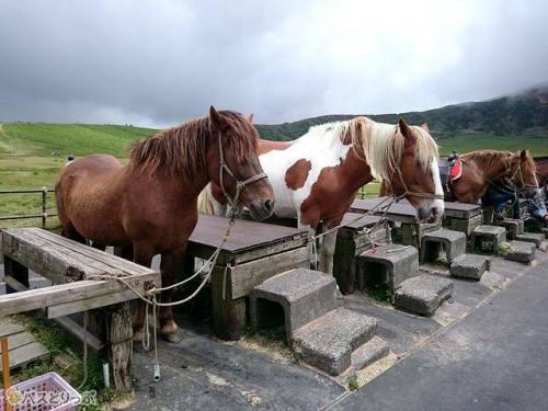 乗馬体験ができます