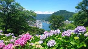  あじさい群生日本一！「下田あじさい祭2026」の開催期間や会場までのアクセス・ツアー情報を紹介 