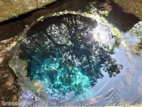 柿田川湧水群の第二展望台の眺め