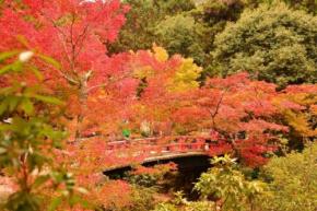  【2026年】宮島の紅葉スポット「紅葉谷公園」と「大聖院」で11月からライトアップが開催！ 