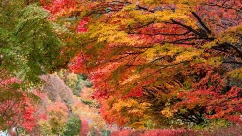 紅葉