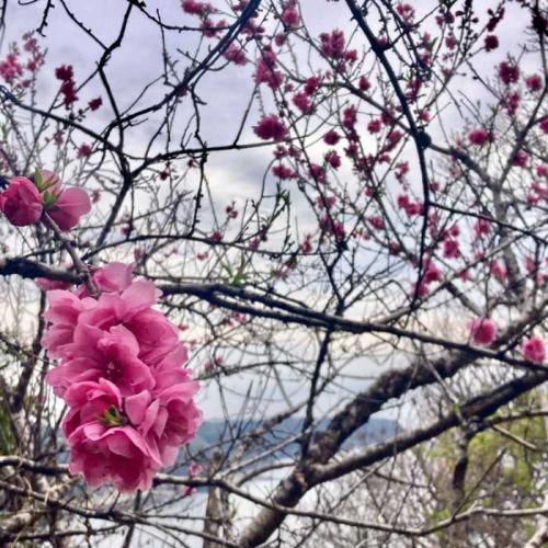 寝姿山の山桃