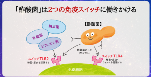 酢酸菌ライフイベントのスライド②