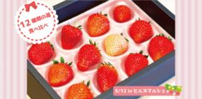 大人気の苺を1度に楽しむ。12種類の苺の食べ比べセットを２月８日発売！ ～ヒルズマルシェで大人気企画が3年ぶりに復活～