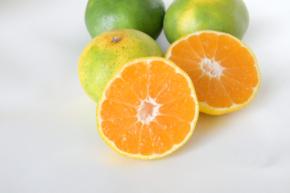 秋の期間限定！大好評「極早生みかん」を販売開始！