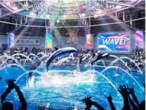 【TOKYO最先端】デジタル演出×参加型イルカショー！熱狂体験へと進化した水族館に注目！