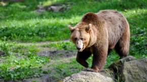 【限定10自治体】人手不足を救う“クマ対策AI”最大5台無償提供キャンペーン
