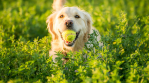 犬の飼い主38%がペットカメラを使用中、興味層を含めると7割に迫る ― 人気メーカー第1位はパナソニック