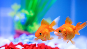 金魚をむしばむ“松かさ病”の正体に迫る 研究が示した治療への第一歩に注目