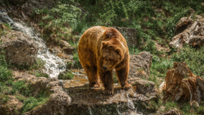 上智大、AIでクマ出没を日別1kmメッシュ予測 正答率63.7%を達成