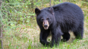72時間生存装備を標準搭載！国際規格コンテナ製「クマコン」設置拡大