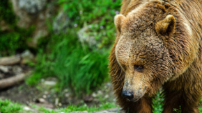 クマ出没が増える今、どう守る?リアルタイム検知AIが地域にもたらす変化とは