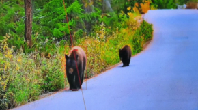 栃木県佐野市公式LINEでクマ情報を即確認 危険エリアが一目でわかると、行動はどう変わる?