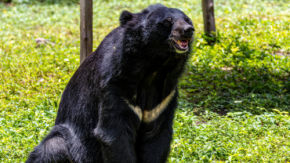 専門官増員でクマ対策は強化されるのか?環境省が2026年度から体制拡充
