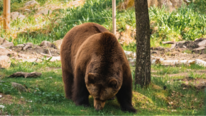 冬眠明けの熊に注意！登山者の必携ツール「TOKYOくまっぷ」とは？高尾山の最新クマ情報をスマホで即チェック