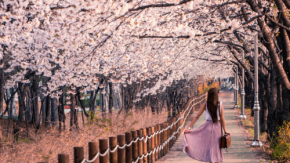 桜とスクールホリデーが呼んだ361万人。インバウンド需要の「季節連動型マーケティング」が奏功した理由
