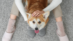新幹線で愛犬と大阪へ。JR東海「わんわんエクスプレス」、インターペット直結の特別体験