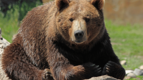 基地局がクマ監視カメラに? ドコモ、AIで出没をリアルタイム検知