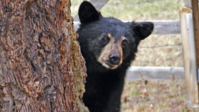 【上野動物園で実証】AIカメラで危険を回避！スマホでクマを自動識別する最新防犯DX